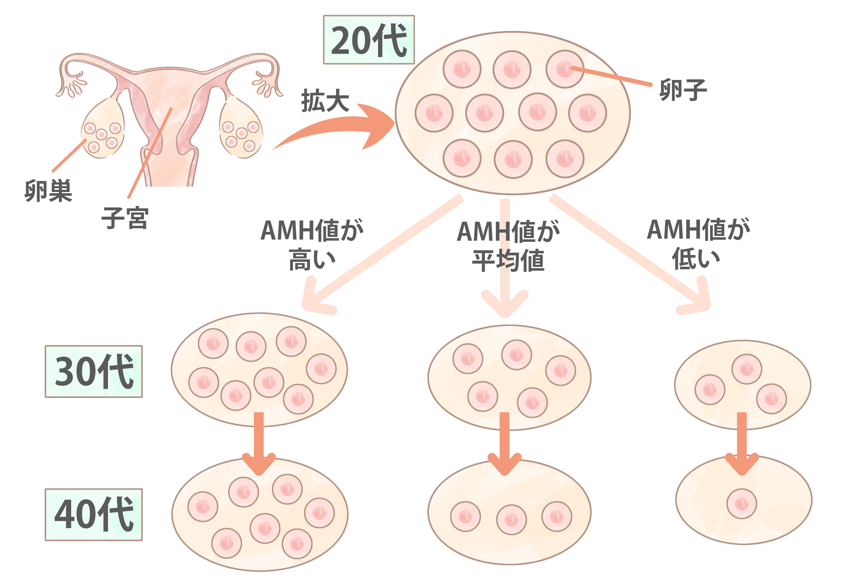 AMH検査（卵巣予備能検査）とは、どんな検査？ | ミッドタウンクリニック名駅｜JPタワー名古屋の人間ドック・健康診断