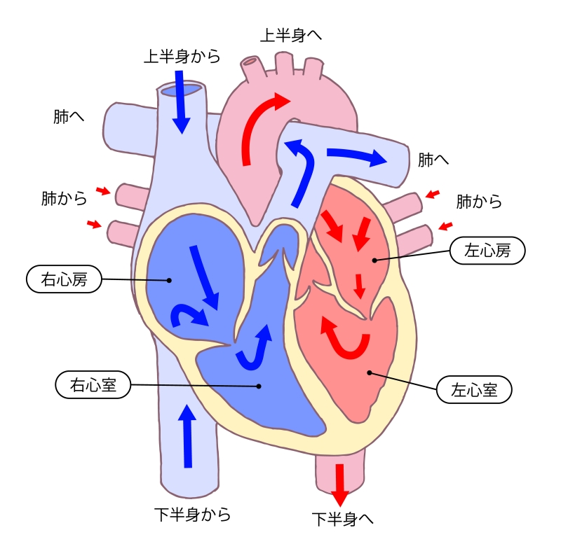 心臓超音波（心エコー）検査でわかる病気の画像