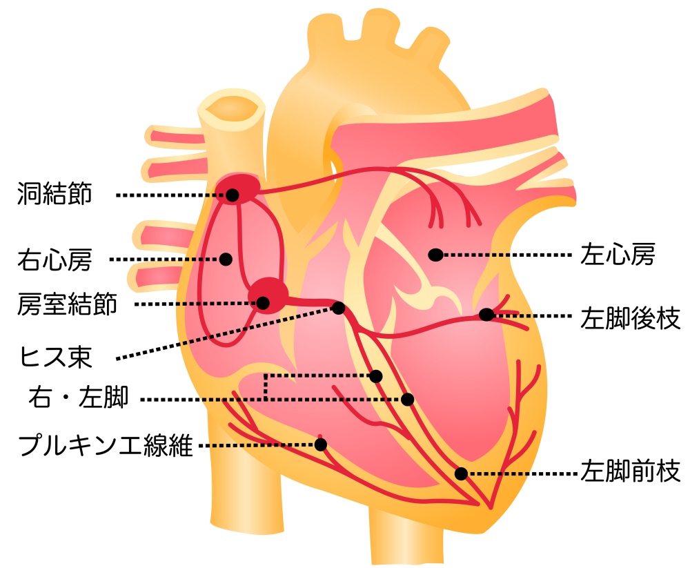 そもそも心電図って、何を見ている検査？